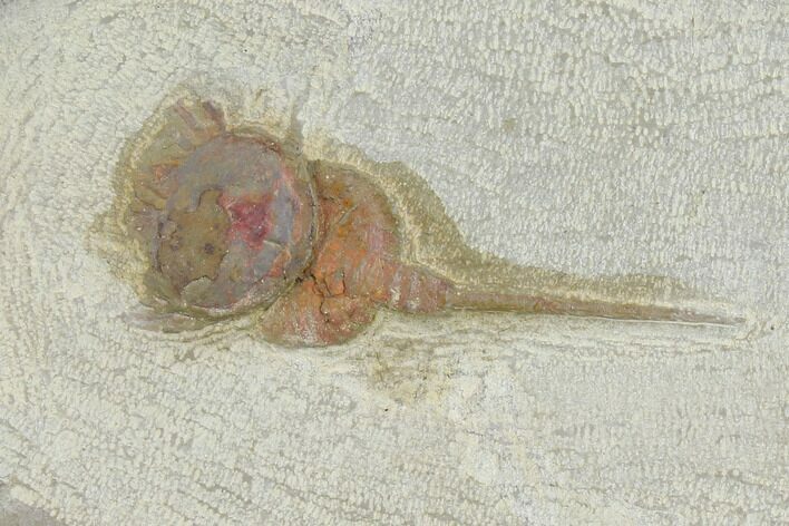 Xiphosurida Arthropod (Pos/Neg) - Horseshoe Crab Ancestor #137694